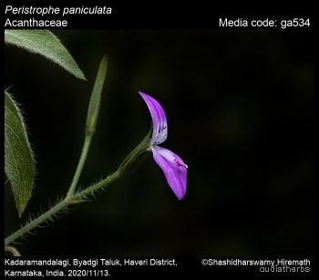 Peristrophe bicalyculata flower10.jpg